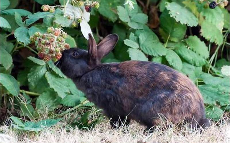 Rabbit Eating Blackberry