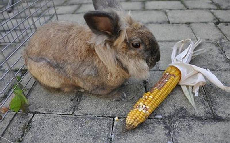 Can Rabbits Eat Corn Husks?