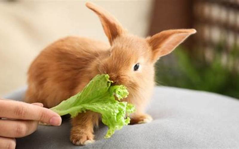 Rabbit Eating Food