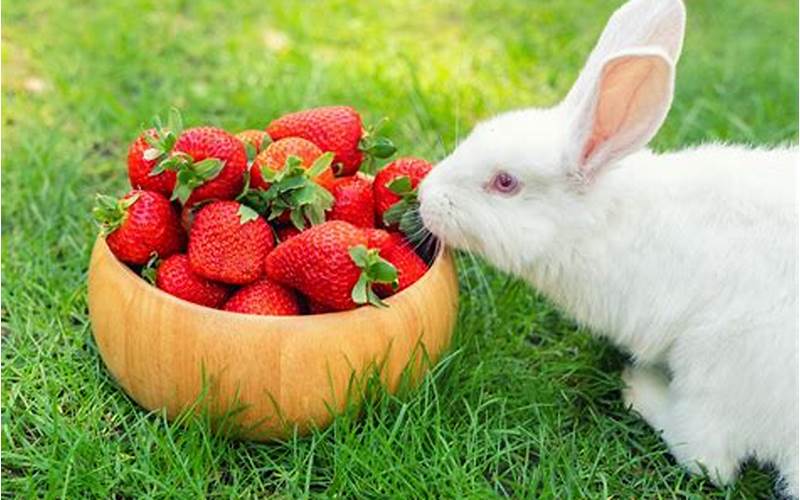 Rabbit Eating Fruit