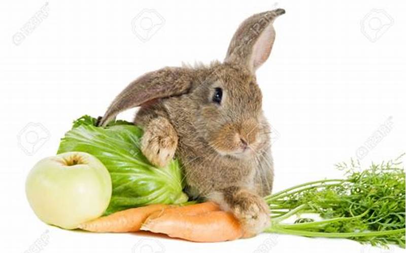 Rabbit Eating Vegetables