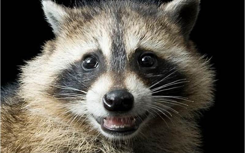 What Happens If You Quit Feeding Raccoons?