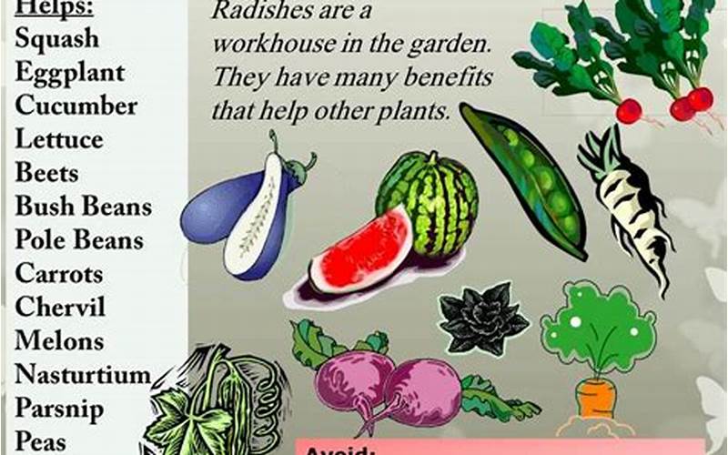 Radishes Companion Planting With Bush Beans