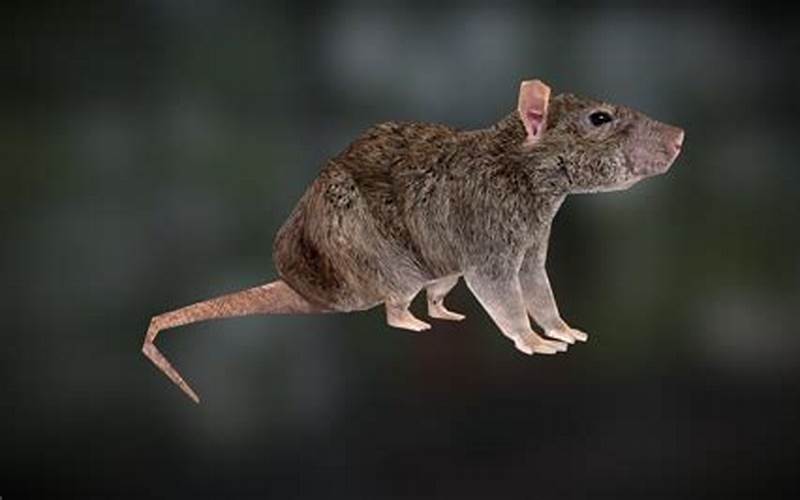 Rat