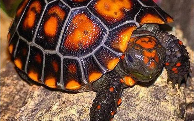 Red Footed Cherry Head Tortoise: A Comprehensive Guide