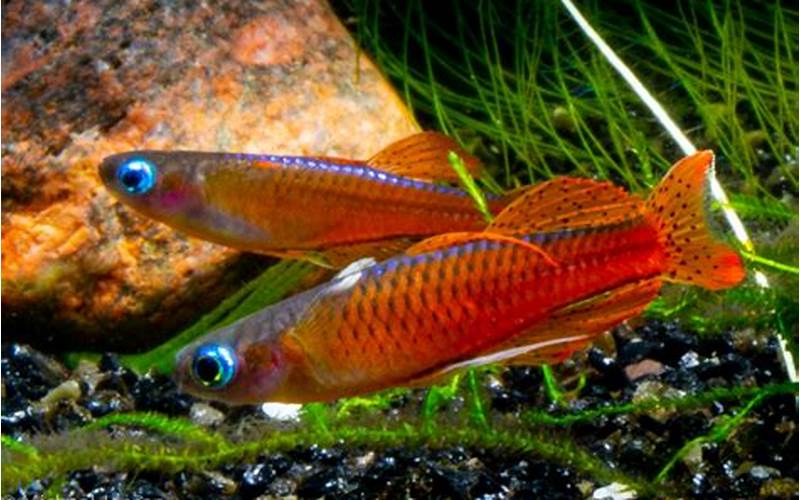 Red Neon Blue Eye Rainbow Fish Breeding