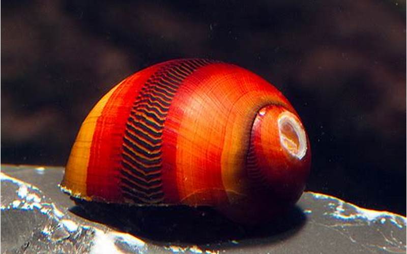 Red Racer Nerite Snail Appearance