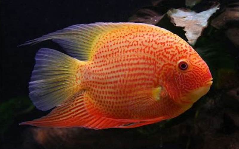 Everything You Need to Know About Red Spot Gold Severum