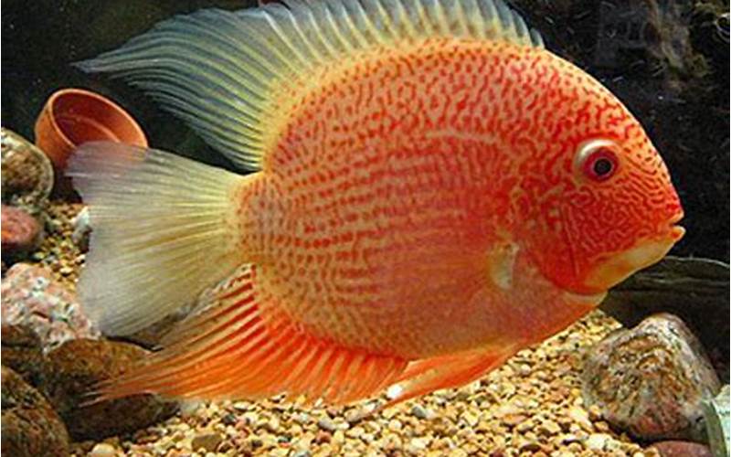 Red Spotted Gold Severum: A Stunning Addition to Your Aquarium