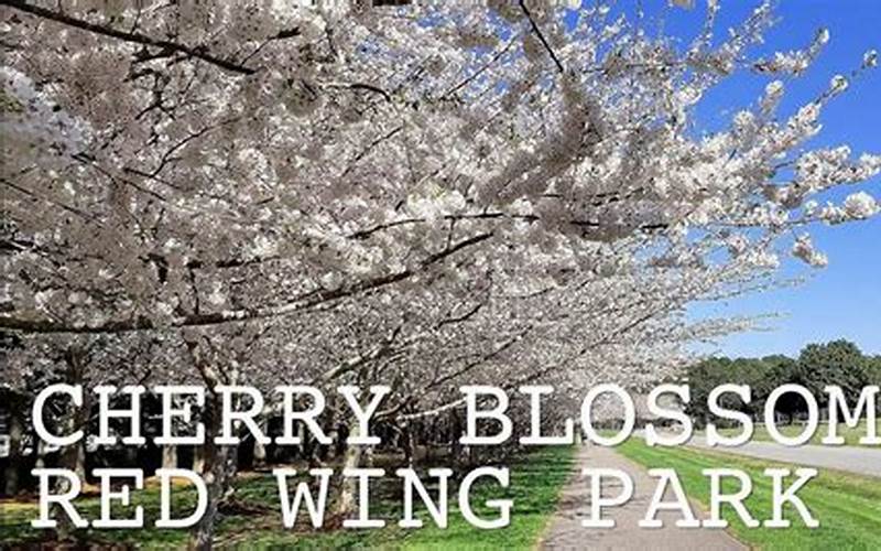 Red Wing Park Cherry Blossom Festival 2022