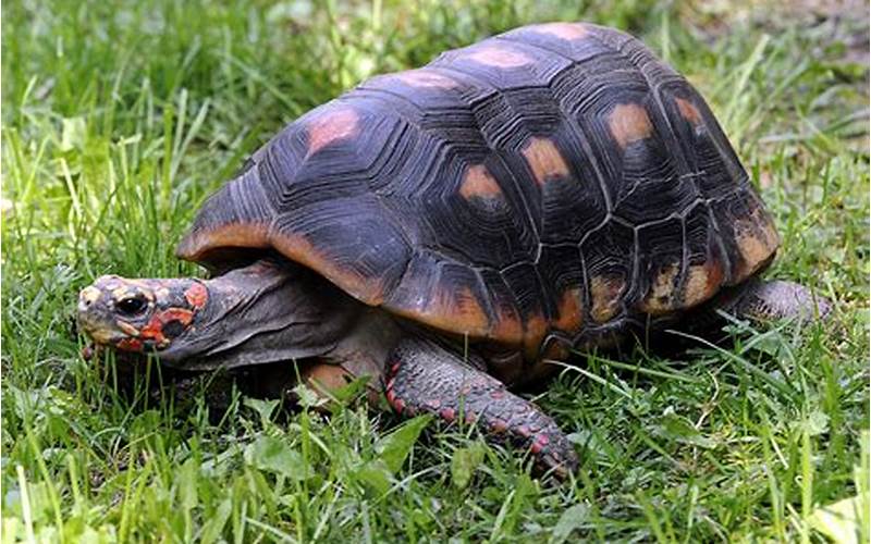 Can Red Footed Tortoises Eat Grapes?