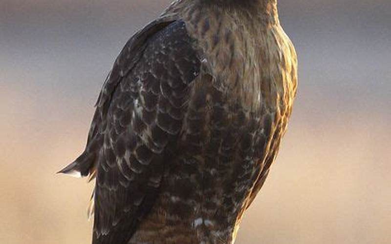 Red-Tailed Hawk Dark Morph Species
