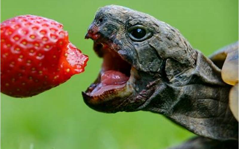 Reptile Eating Food