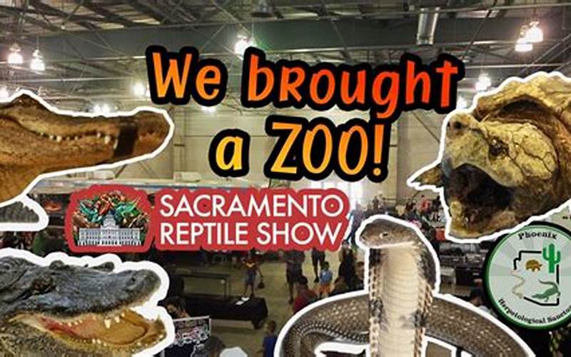 Reptile Show In Sacramento Activities