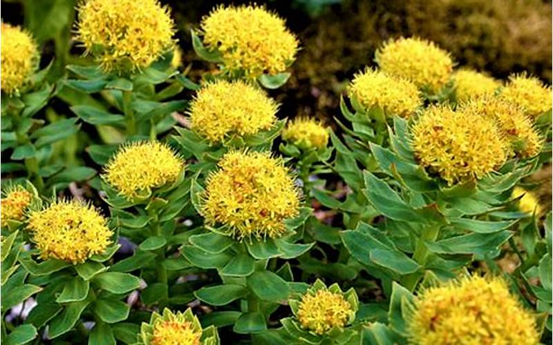 Rhodiola