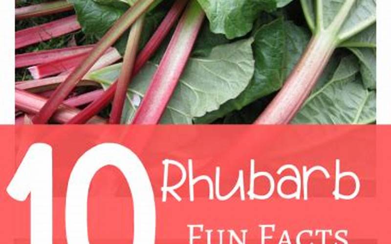 Rhubarb Fun Facts