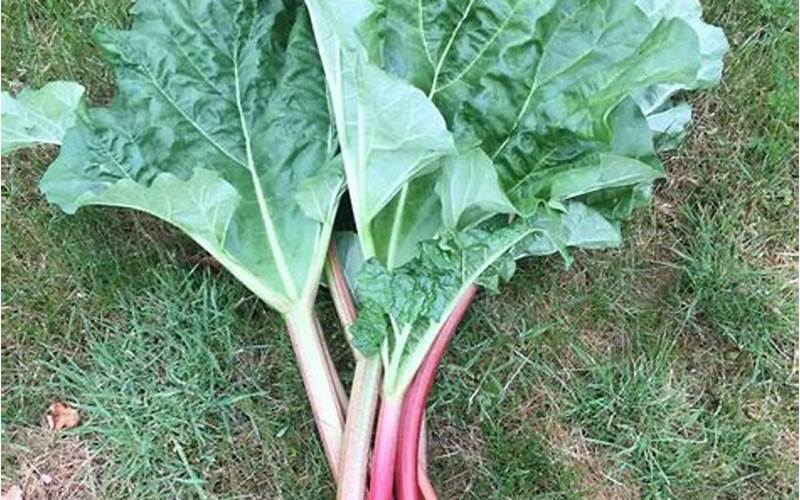 How Many Stalks of Rhubarb in a Cup?