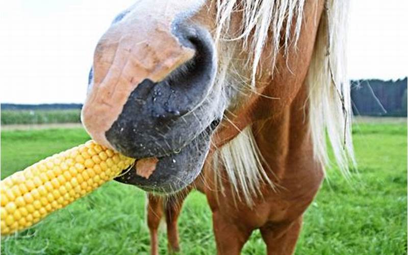 Risks Of Feeding Corn Husks To Horses