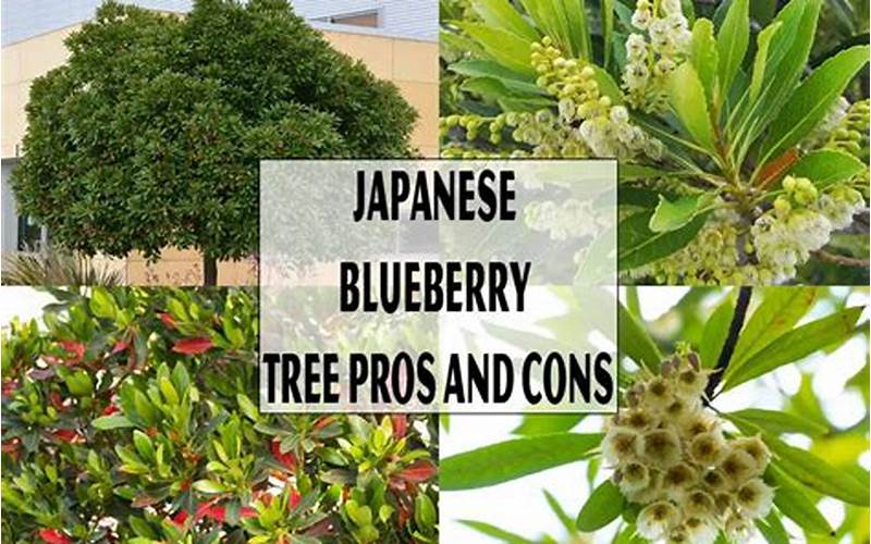 Root Rot On Japanese Blueberry Tree