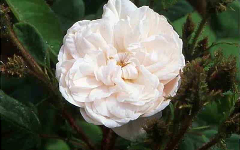 Rosa Centifolia Shailer S White Moss