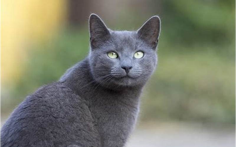 Russian Blue Cat Exercise