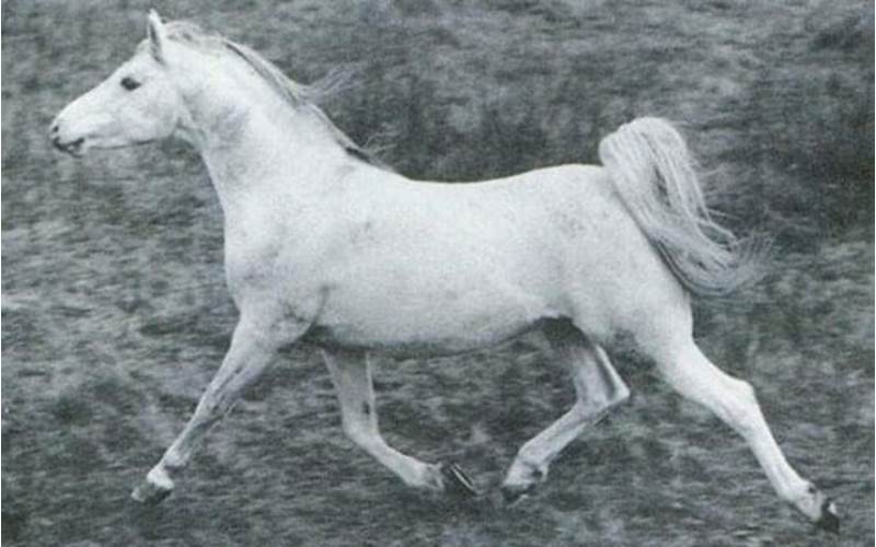 Skowronek Arabian Horse
