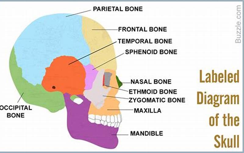 What Do Skulls Represent?