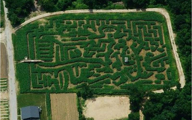 Spider Hill Corn Maze