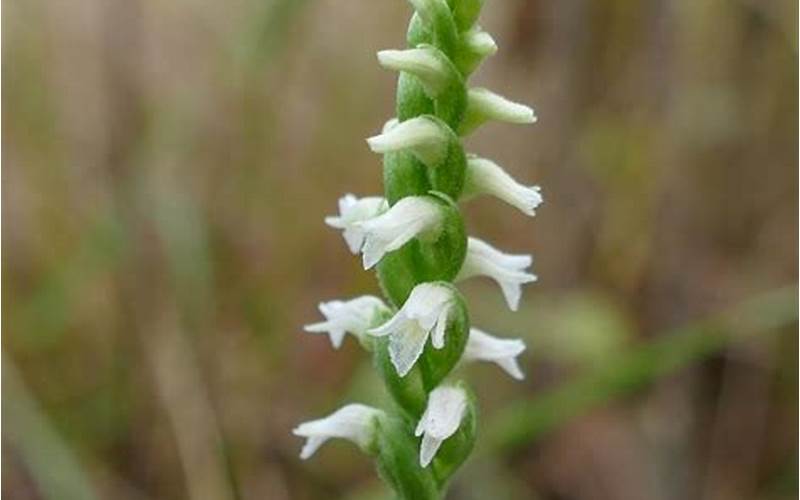 Spiranthes Ovalis