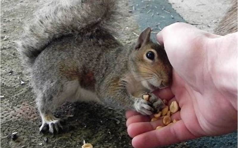 Squirrel Eating From Hand