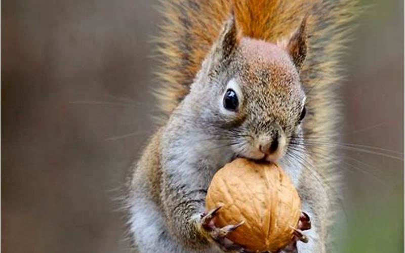 Squirrel Eating Pistachios