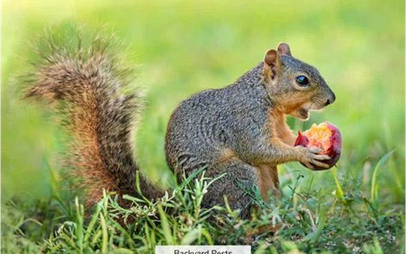 Squirrel Eating Vegetables