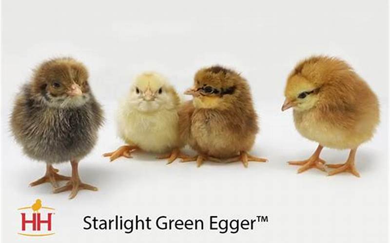 Starlight Green Egger Chick Care