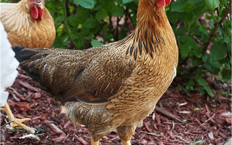 Starlight Green Egger Hen Health Concerns