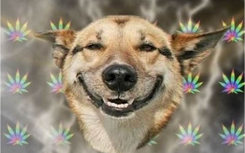 Stoned Dog