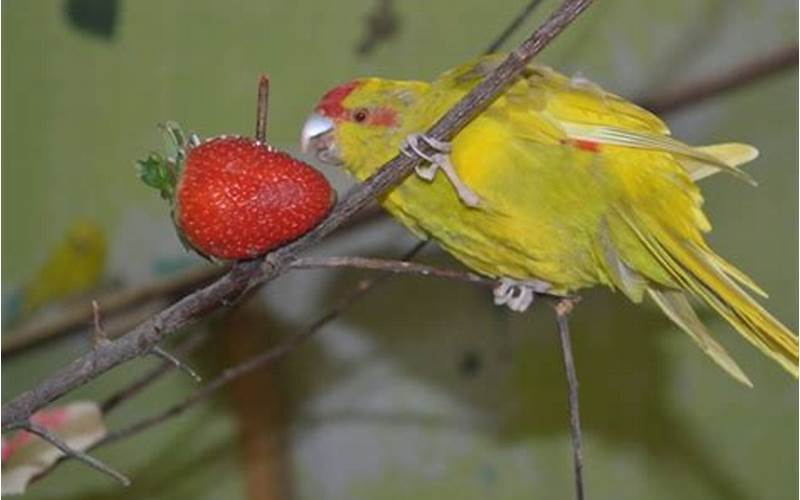 Can Parakeets Have Strawberries?