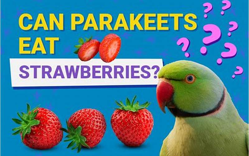 Strawberries And Parakeets Benefits