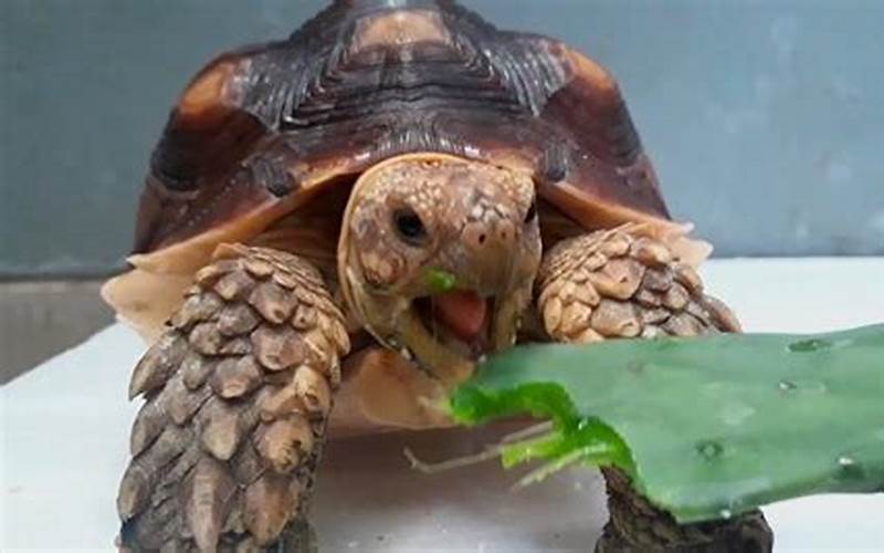 Sulcata Tortoise Eating Vegetables