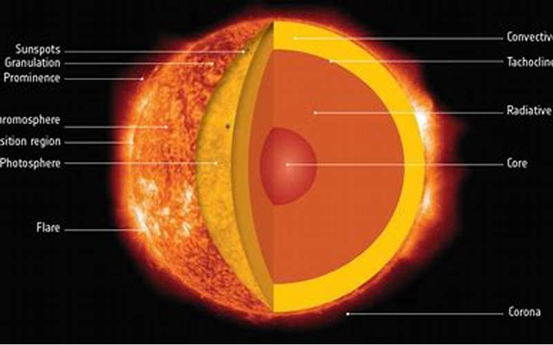 Sun Anatomy
