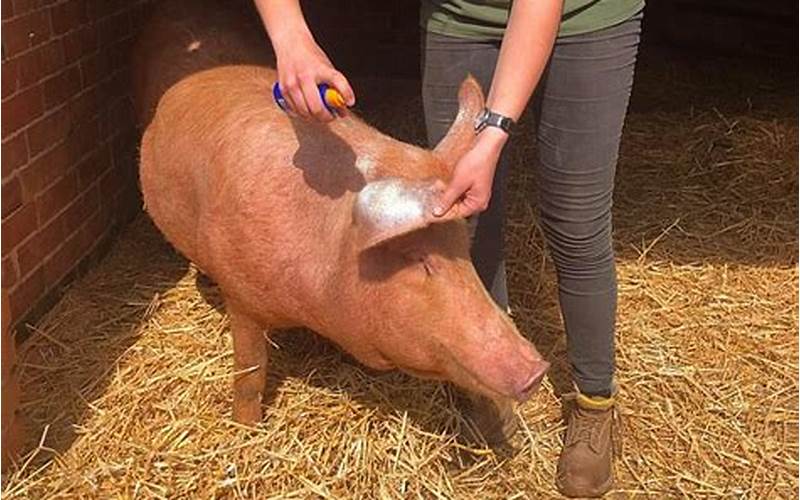 Can Pigs Get Sunburned?
