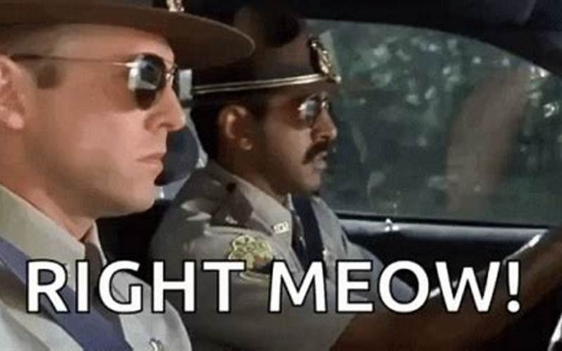 Super Troopers Meow Gif: The Story Behind the Viral Meme