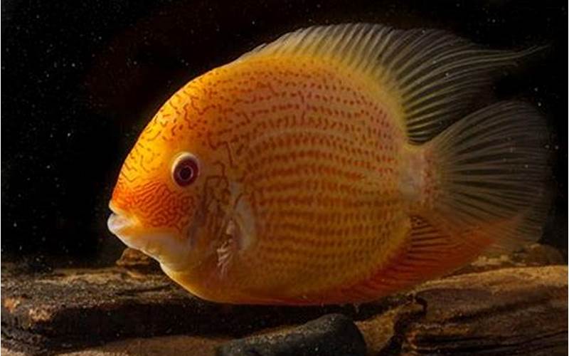 Tank Requirements Of Red Spot Gold Severum