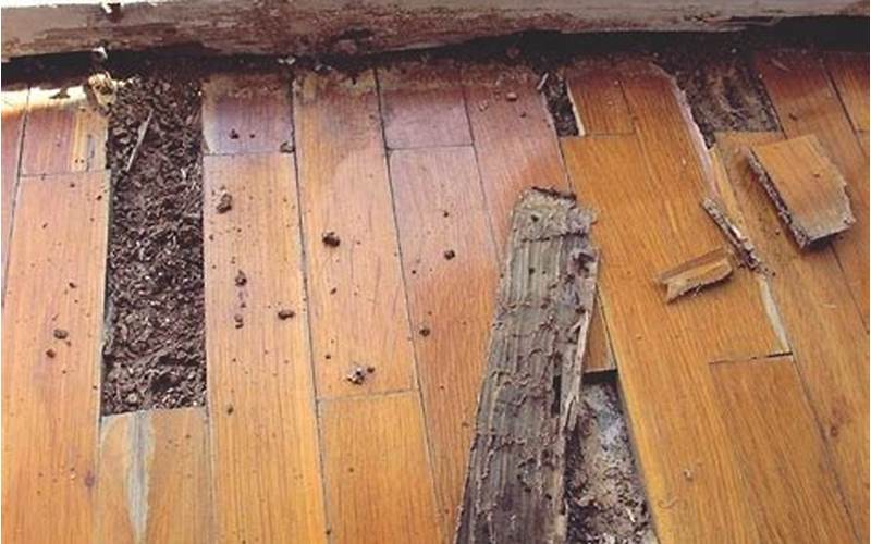 Termites in Hardwood Floors: A Complete Guide