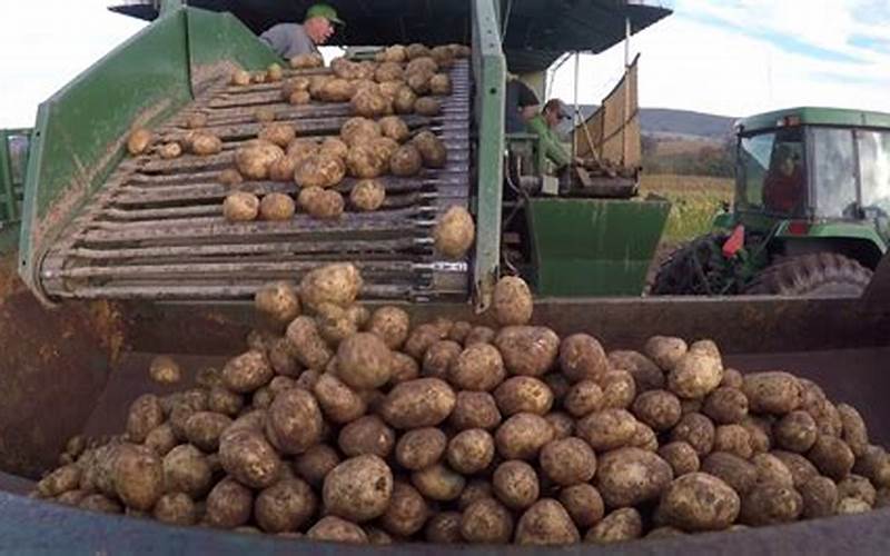 The Foley Family Potato Farming