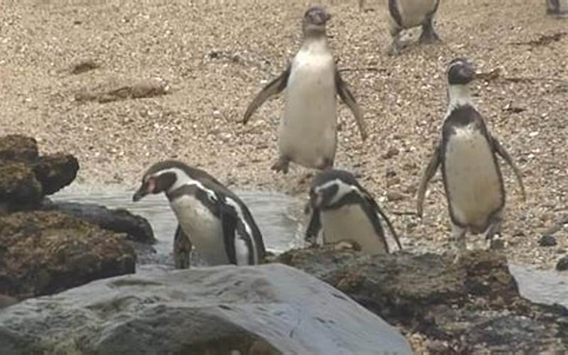 The Many Faces Of Pete The Penguin