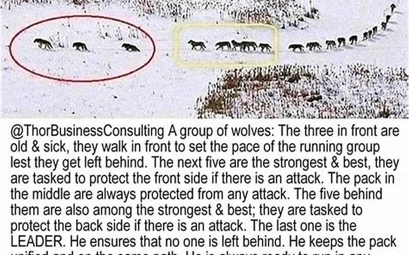 The Pack'S Strategy