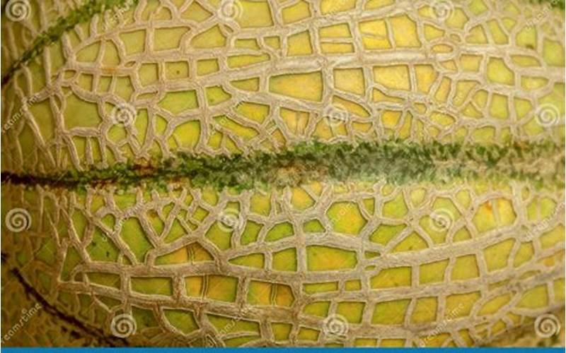Understanding the Current State of Thin Skinned Melons