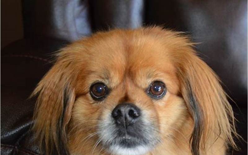 Tibetan Spaniel Pomeranian Mix: What You Need to Know