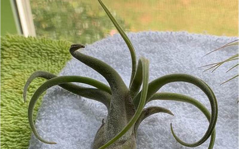 Tillandsia Caput-Medusae