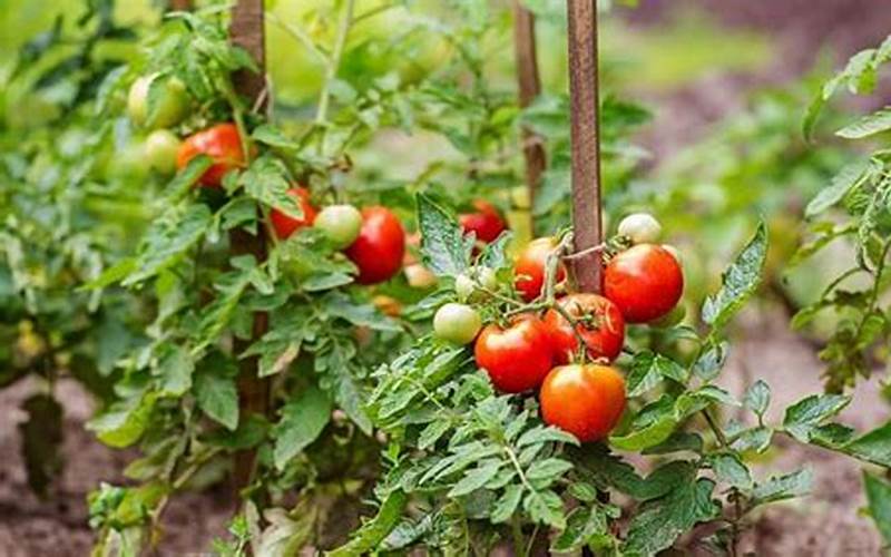 Tomatoes In Georgia